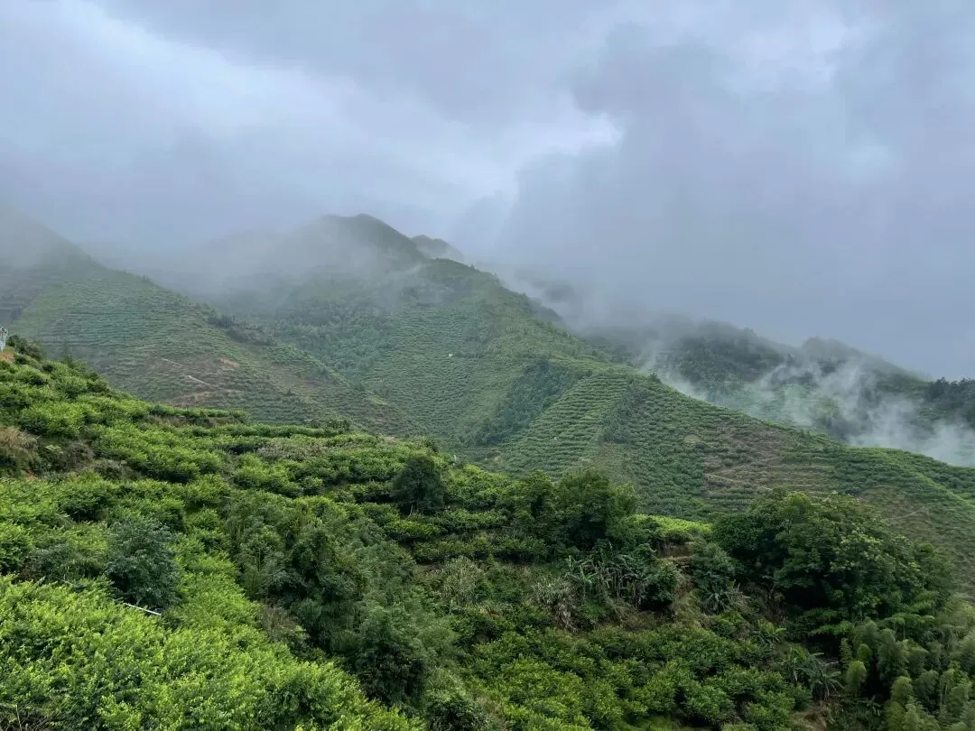 学员企业走访:走进钧明控股集团---山水双合和马安竹海项目 - 图17
