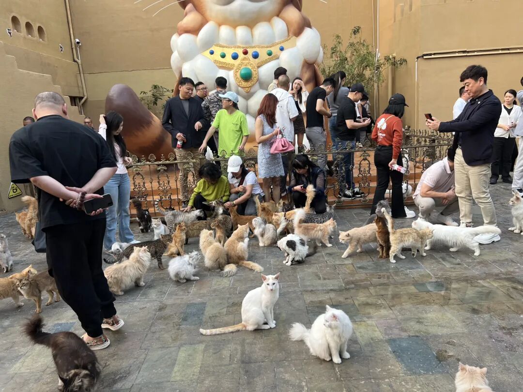 楼顶养猫,天台遛狗?广州这个“空中宠物城”火了,闲置空间还能这么玩! - 图48