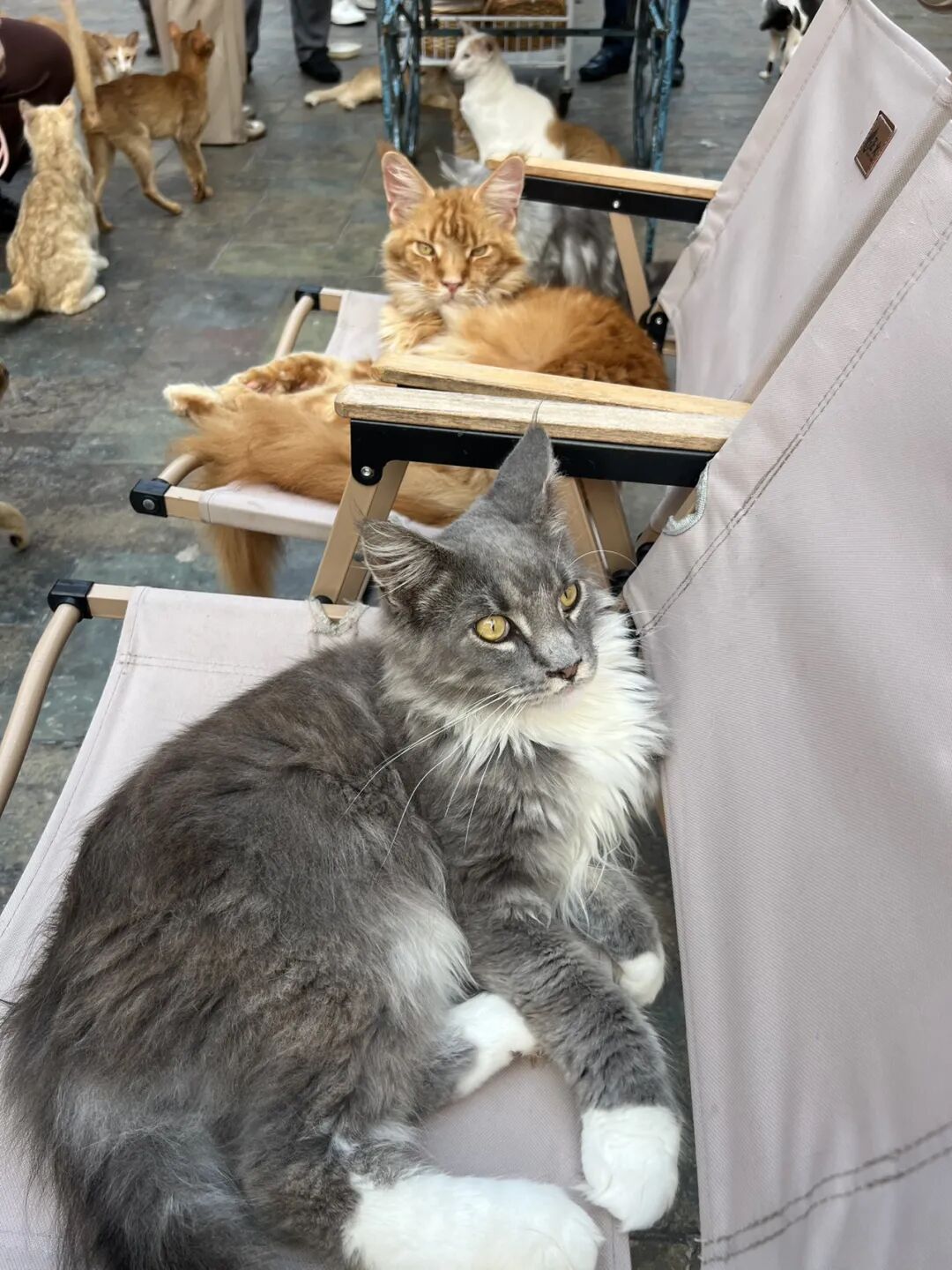 楼顶养猫,天台遛狗?广州这个“空中宠物城”火了,闲置空间还能这么玩! - 图47