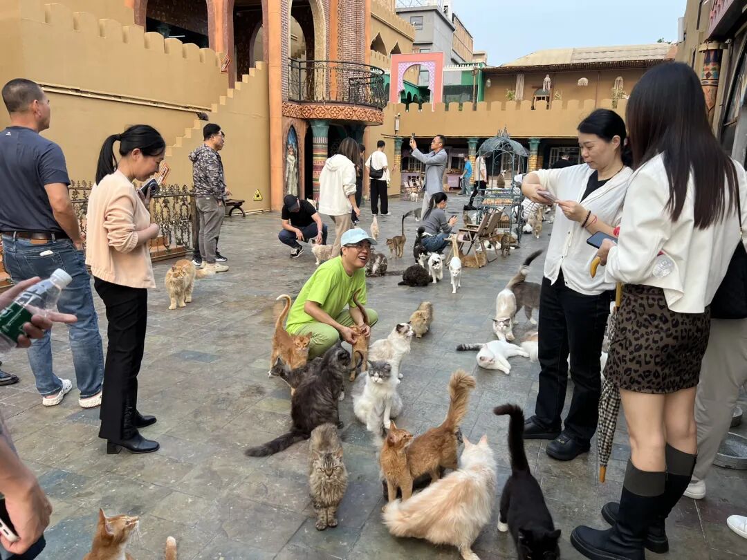 楼顶养猫,天台遛狗?广州这个“空中宠物城”火了,闲置空间还能这么玩! - 图50