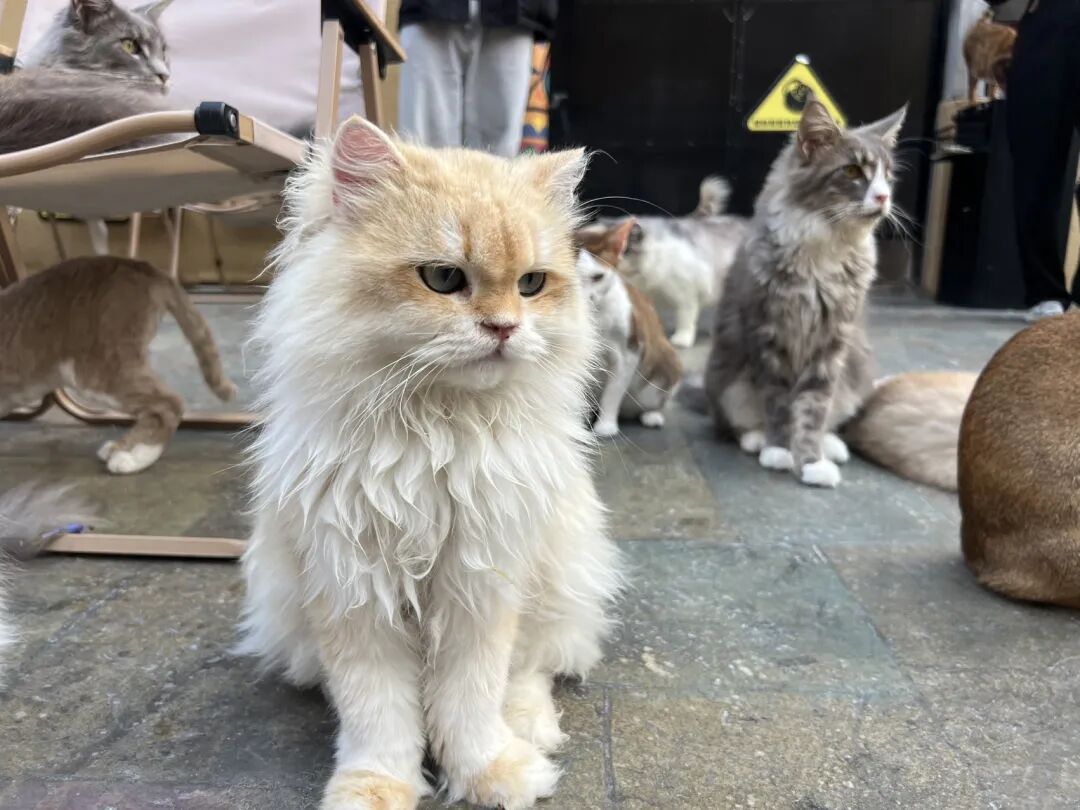 楼顶养猫,天台遛狗?广州这个“空中宠物城”火了,闲置空间还能这么玩! - 图46