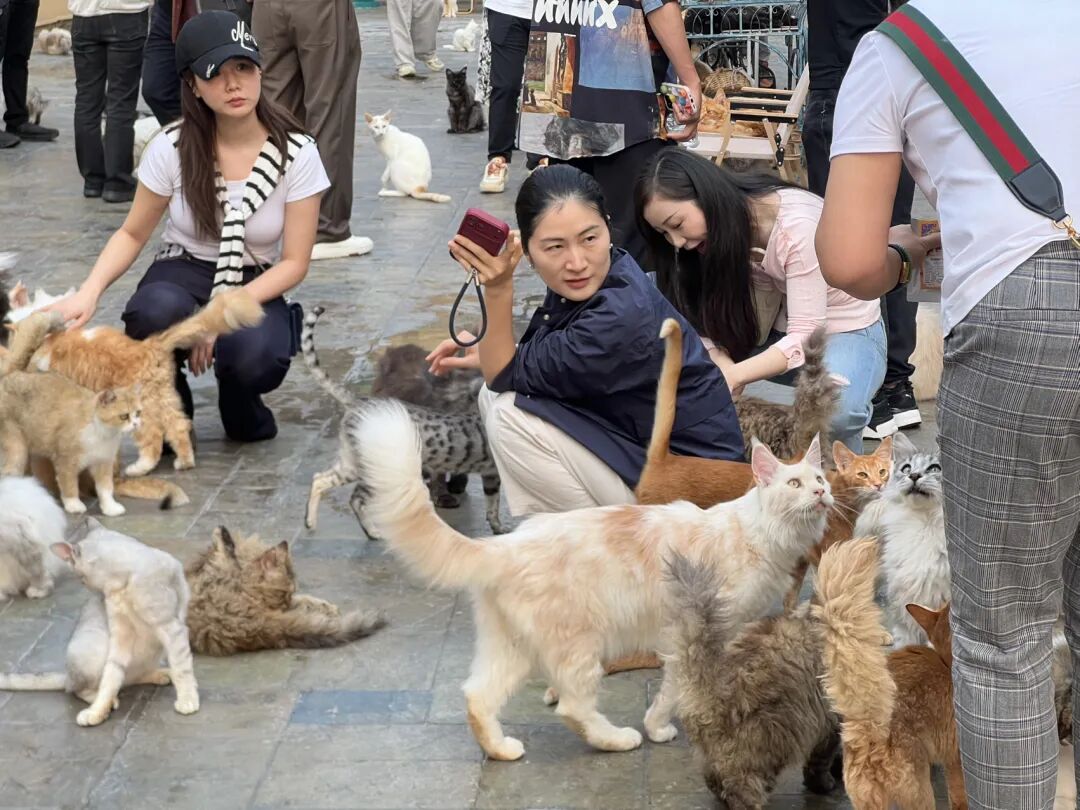 楼顶养猫,天台遛狗?广州这个“空中宠物城”火了,闲置空间还能这么玩! - 图45