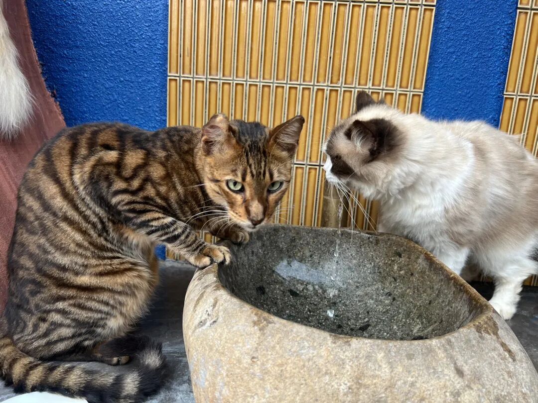 楼顶养猫,天台遛狗?广州这个“空中宠物城”火了,闲置空间还能这么玩! - 图51