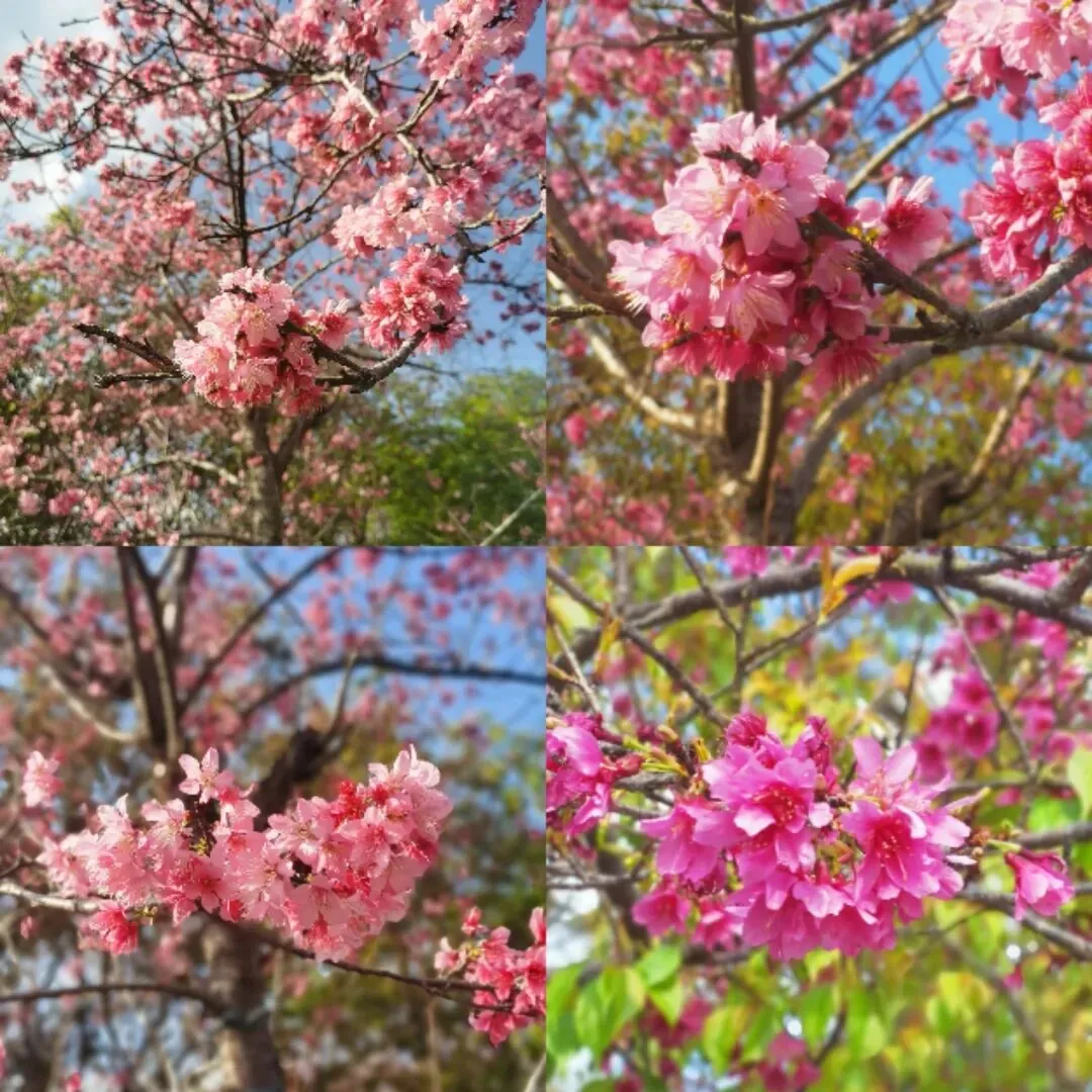 学加企业参访| “观斑斓基地,赏天适樱花” - 图10