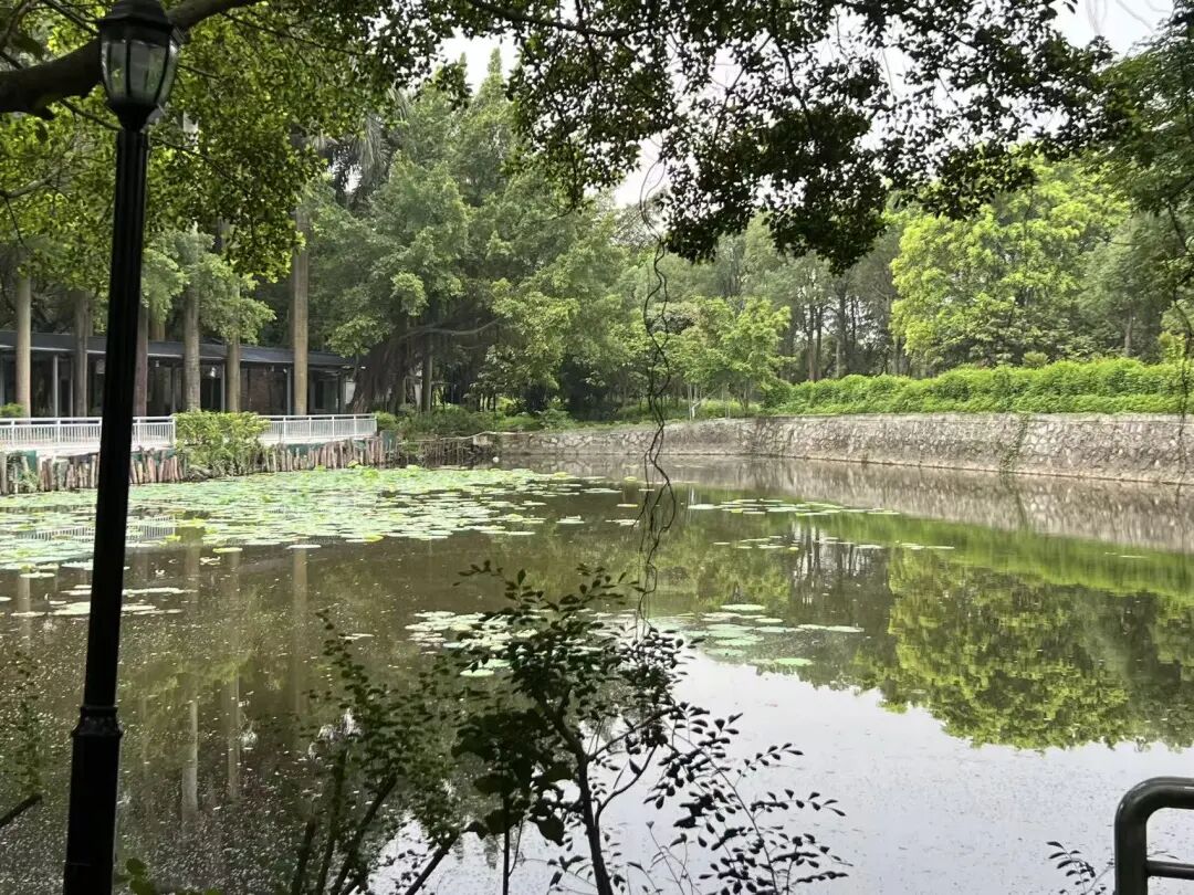 60亩荒地变身记:大佬们支招,广州这个江心岛,不卷住宿只卷“吃”! - 图4